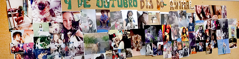 Dia do Animal | 2.º ciclo