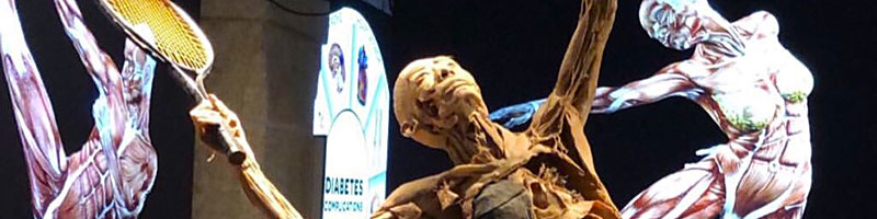 Exposição “Corpo Humano – A Ciência da Vida”