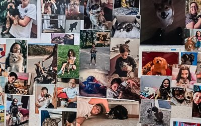 Exposição “Os Nossos Animais de Estimação”